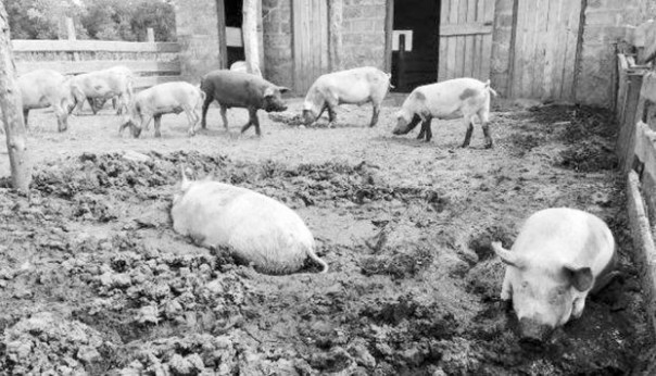 В Херсонской области из-за африканской чумы погибла целая свиноферма