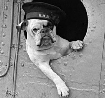 Плуто — пёс, который попал в рай