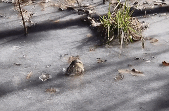 Сотрудник заповедника снял на видео аллигаторов, которые вмёрзли в лёд