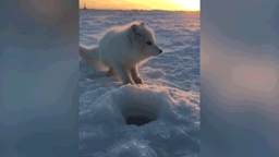 "Вот ты наглый". Песец подкрался и украл улов у рыбака