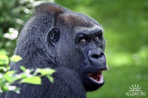 Google запретил в фотопоиске слово «горилла», чтобы не огорчать афроамериканцев