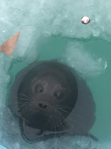 Знакомьтесь: звезда "Фонда друзей балтийской нерпы" Крошик