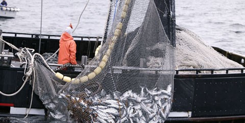 Санкции привели рыбаков к бедствию: Норвегии некуда девать рыбу