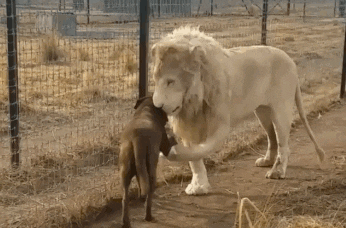 Настоящий джентльмен: видео про льва, который целует лапу собаке, стало вирусным