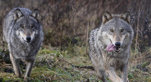 Крымский (Керченский) мост будут охранять кутук-каскыры