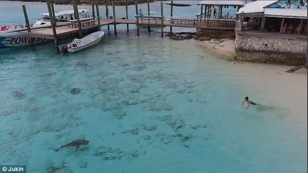 На Багамах мальчику чудом удалось спастись от четырех акул