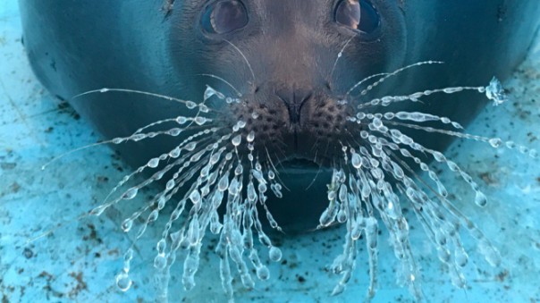 Знакомьтесь: звезда "Фонда друзей балтийской нерпы"  Крошик