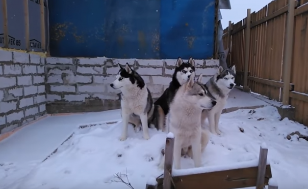 Концерт группы "Хаски"