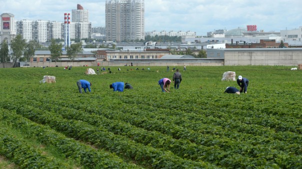 Красный олигарх. Как Павел Грудинин домами и землями прирастал