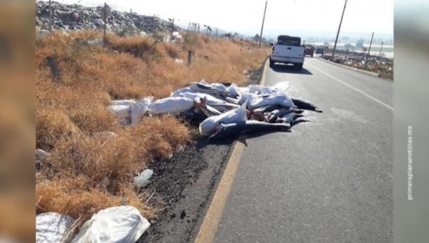 В Мексике на трассе найдено 300 мертвых акул