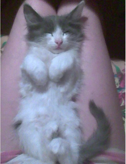 Тигр на ладони