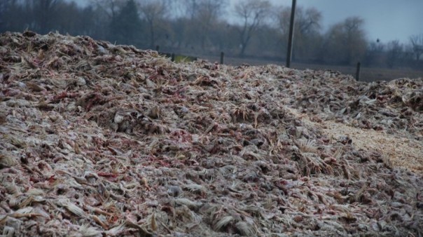 Тонны гниющего мяса под Киевом: Госпотребслужба не видит оснований для проверки