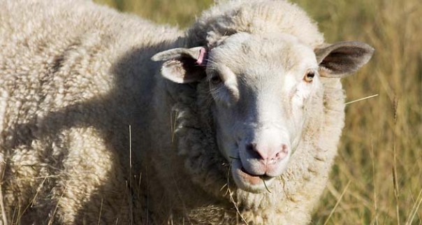 404. Скотный двор. Интервью. Шедевр.