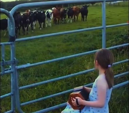 Забавные животные: Стадо коров-меломанов и селфи с пингвинами