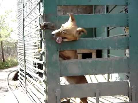 Мастерский побег собакенов