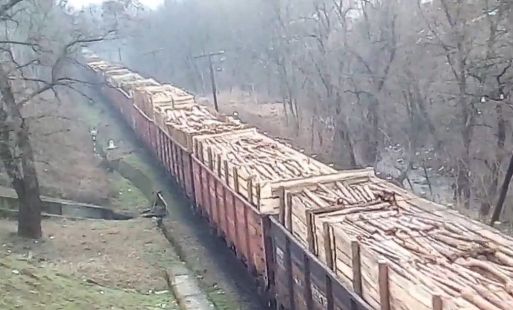 Украинцев шокировало видео эшелона, вывозящего украинский лес в Европу