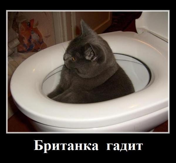 Шалишь, бабуся. Устарела.