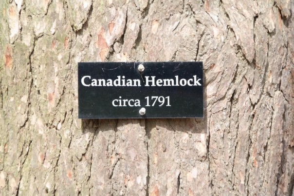 В США буря сломала посаженное 227 лет назад Джорджем Вашингтоном дерево