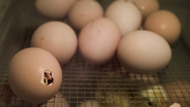 Почти английские учёные: Биологи из Канады решили "загадку" курицы и яйца