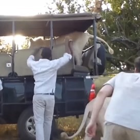 Лев запрыгнул в джип туристов во время сафари