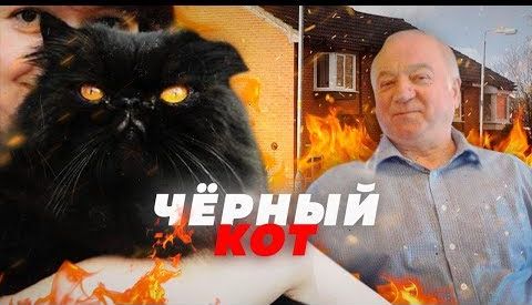 Кот Нэш будет сниться вам в кошмарах