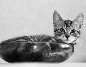 Москва должна принять на вооружение «концепцию котика»