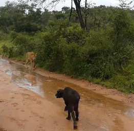 Случай на сафари