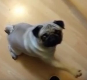 Шотландец, научивший мопса зиговать, оштрафован на 800 фунтов стерлингов