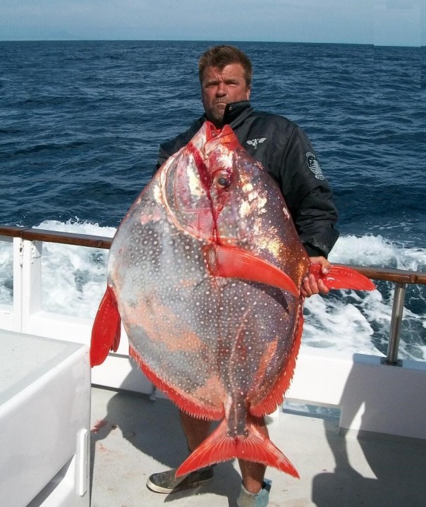 Обнаружена первая полностью теплокровная рыба?