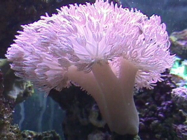 Неосторожный аквариумист из Британии, решивший почистить свой морской аквариум, чуть не убил всю свою семью.