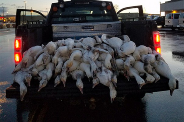 Десятки мертвых гусей упали на американский город