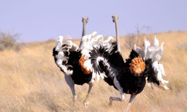 Украинская армия переходит на биологические системы связи