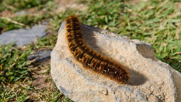 Власти Лондона предупредили горожан о нашествии ядовитых гусениц