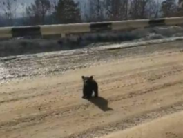 Мамин защитник. Медвежонок показал водителю грузовика, кто в тайге главный