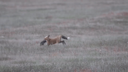 Схватка орлана и лисы за добычу попала на видео