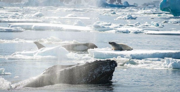 Горбатые киты оказались защитниками слабых