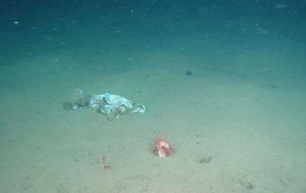 Загадим планету полностью: На дне Марианской впадины нашли пластиковые пакеты