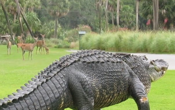 По улицам ходила большая крокодила... Прогулку гигантского аллигатора сняли на видео