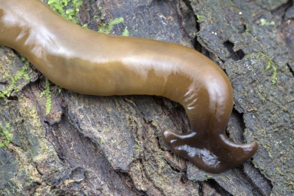 Гигантские плотоядные африканские "черви-молоты" наводнили Францию