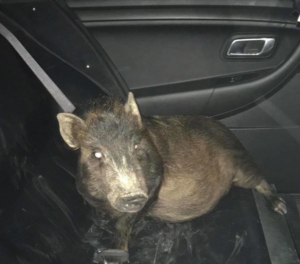 Полиции США пришлось арестовать свинью за преследование мужчины