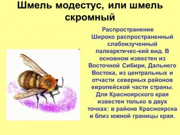 Видишь этого шмеля? Он на службе у Кремля!