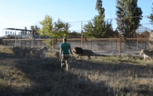 Волшебный тапок. Хозяин сафари-парка в Крыму разогнал львов, будто котят