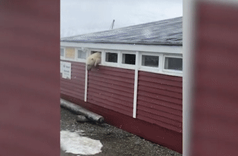 Кто-то слишком много ест! Белый медведь ограбил склад продуктов и застрял в окне