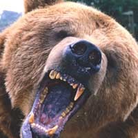 "Беги, Серёга!": очевидец снял на видео фатальную встречу рыбака с медведем