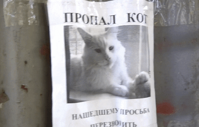 Пугающая иллюзия: кот с объявления о пропаже следит за теми, кто проходит мимо