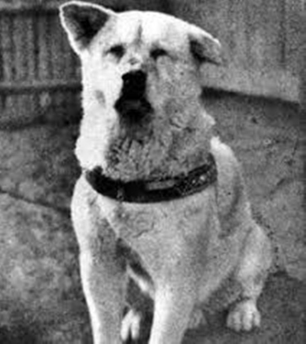 Доброволец