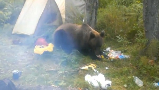 Кузбасский турист консервами отбился от голодного медведя в тайге