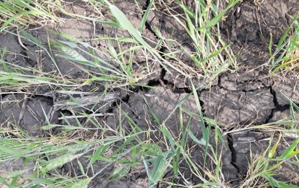 На Украине из-за засухи под угрозой 50% зерновых