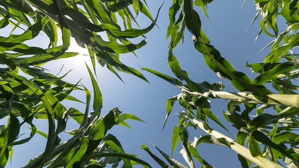 Вся власть комбайнам. Машиностроители предложили перепахать экономику России