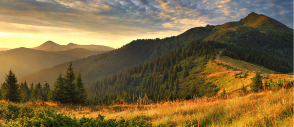 Друзья по расчёту